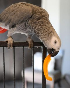 Timneh African Grey 4sale (Walley)