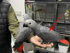 African Grey Parrot 4sale