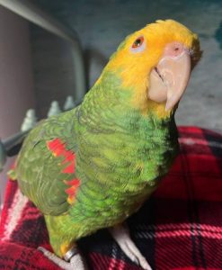 Amazon parrots 4sale