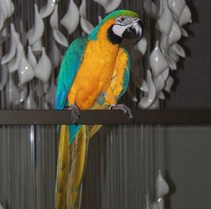  Blue/Gold Macaw 4sale (Ara)