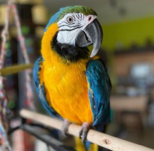 Blue/Gold Macaw 4sale (Vandal)