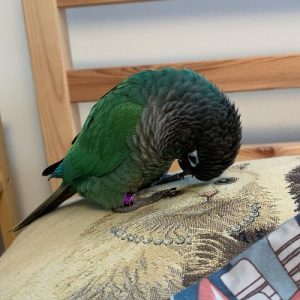 green cheeked conure for sale