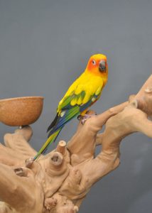 Conure parrots for sale