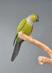 Conure parrots for sale