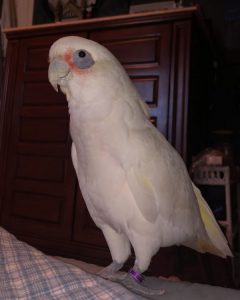 goffin Cockatoo Parrots For Sale