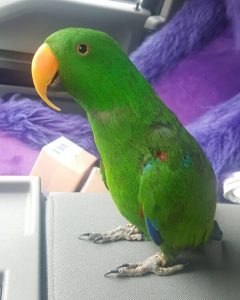 Eclectus parrot for sale