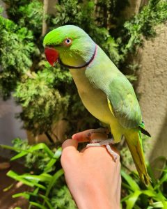 Indian Ringneck Parakeets parrots 4sale