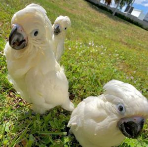 BABIES UMBRELLA COCKATOO 4sale