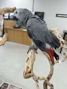 Red tail African grey parrots for sale 