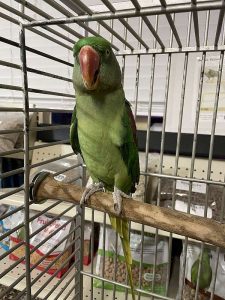 Alexandrine Parakeet parrots 4sale 