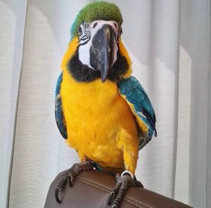  Blue/Gold Macaw 4sale (Kiko)