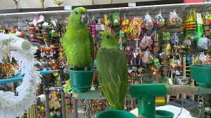 Yellow Naped Amazon Parrot for sale 