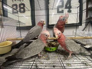 Galah Cockatoos parrots for sale 