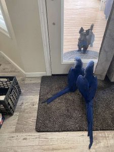 Hyacinth Macaws parrots pairs for sale