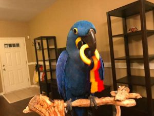 Hyacinth Macaw parrots 4sale