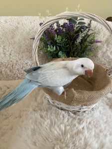 quaker baby parrots for sale