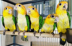 White Belly Caique Babies for sale 