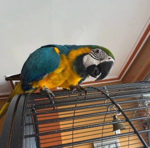 Blue/Gold Macaw 4sale (Deedee)