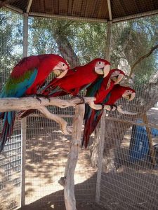 Greenwings macaw parrots for sale 