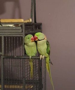 Alexandrine Parakeet parrot 4sale