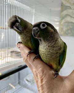 Green Cheek Conures parrots for sale 
