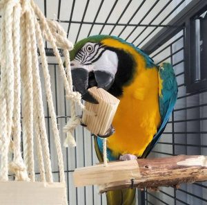 Blue/Gold Macaw 4sale (Helen)