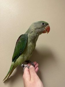 Alexandrian Parakeet parrot for sale