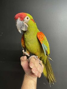 MILITARY MACAW 4SALE