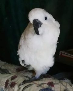 Cockatoo Parrots For Sale