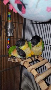 Black Headed Caiques parrots 4sale
