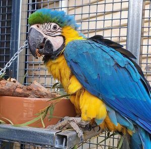 Macaw Parrots For Sale
