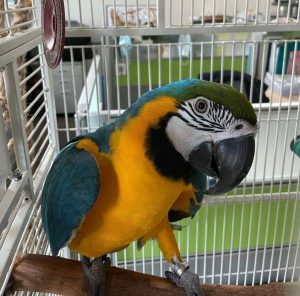 Blue/Yellow Parrots 4sale