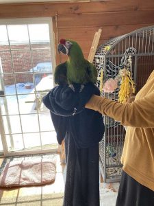 Military macaw parrots 4sale 