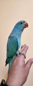 Ringneck Parakeet parrot for sale