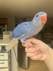 Indian Ringneck parrots for sale 