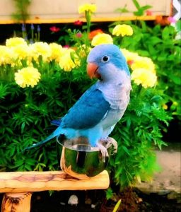 quakers parrots for sale