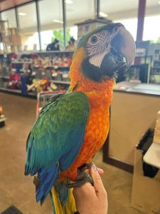 Catalina parrots for sale