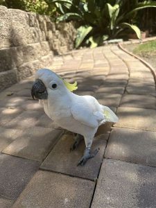 Triton Cockatoo parrots  4sale