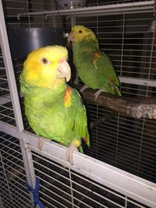 Yellow-Headed Amazon for sale 