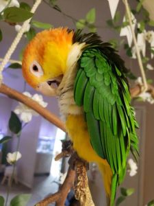 white bellied caique parrots for sale 