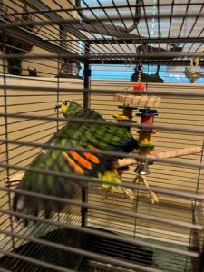 AMAZON PARROTS FOR SALE