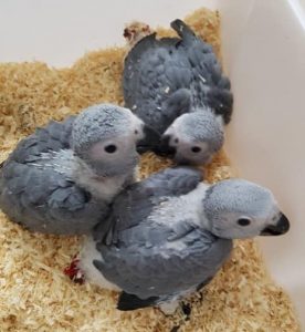 African Grey Babies for sale 