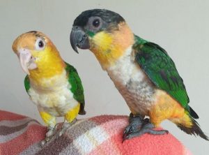 Caique parrots for sale 