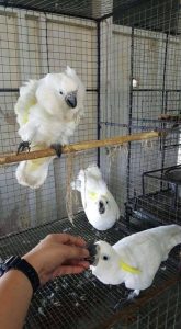 Sulphur Crested Cockatoo For Sale