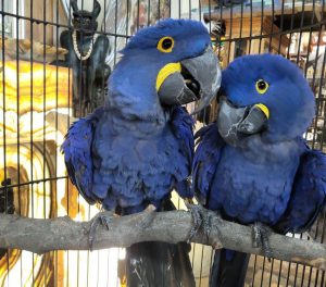 Hyacinth Macaw Parrots for sale 