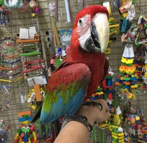 Green-wing macaws for sale