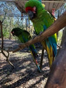 Military Macaw Parrots for sale 