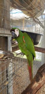 Hahns macaws parrot for sale 