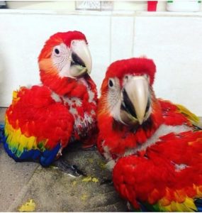 SCARLET MACAW  BABIES  FOR SALE 