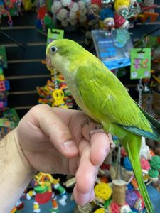 quaker parrots for sale 